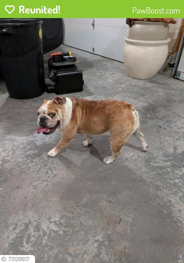 Reunited Female Dog last seen S Mohican Dr and E 8th St Ct S Independence Mo 64056, Independence, MO 64056