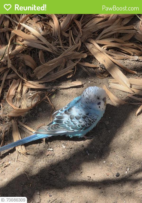 Reunited Unknown Bird last seen Defremery park, Oakland, CA 94607