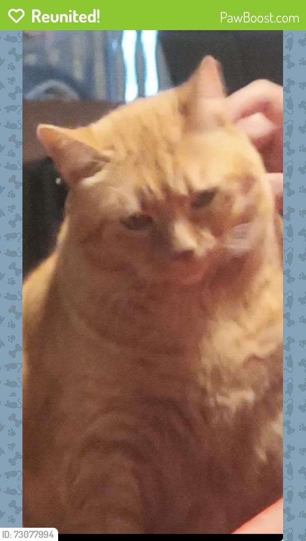 Reunited Male Cat last seen Green Oak Dr and Oakcliff Rd, Doraville, GA 30340