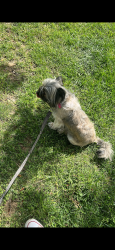 Lost Female Dog last seen N van buren st, Wilmington, DE 19899