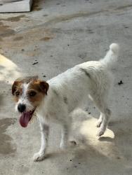 Reunited Female Dog last seen Longwood Trace, Cypress, TX 77429