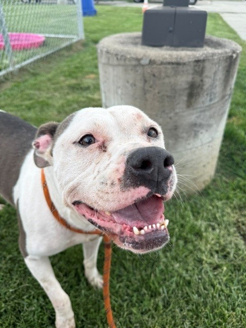 Shelter Stray Male Dog last seen Near BLOCK E INDIAN TRAIL, 3528 Newburg Rd, Louisville, KY 40218, USA