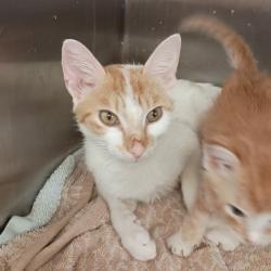Shelter Stray Female Cat last seen Near BLOCK GURLEY PIKE, 4950 SW Triana Blvd, Huntsville, AL 35805, USA