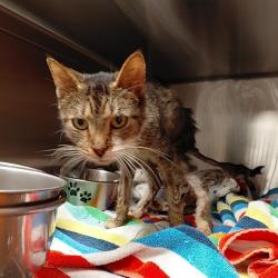 Shelter Stray Female Cat last seen Near BLOCK KENNETTE CIRCLE, 4950 SW Triana Blvd, Huntsville, AL 35805, USA