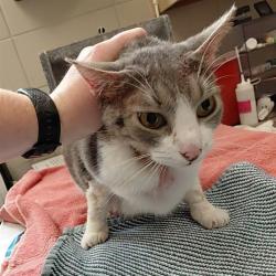 Shelter Stray Female Cat last seen HOBBS ISLAND RD, 4950 SW Triana Blvd, Huntsville, AL 35805, USA