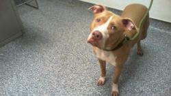 Shelter Stray Female Dog last seen CHARLOTTE, 8315 Byrum Dr, Charlotte, NC 28217, USA