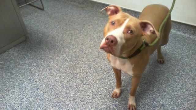 Shelter Stray Female Dog last seen CHARLOTTE, 8315 Byrum Dr, Charlotte, NC 28217, USA