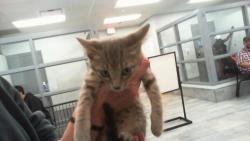 Shelter Stray Female Cat last seen CHARLOTTE, 8315 Byrum Dr, Charlotte, NC 28217, USA