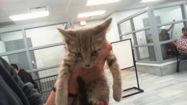 Shelter Stray Female Cat last seen CHARLOTTE, 8315 Byrum Dr, Charlotte, NC 28217, USA