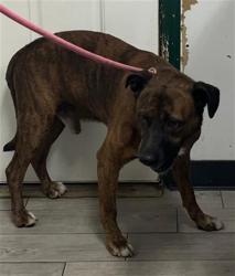 Shelter Stray Male Dog last seen Near BLOCK CANAL ST, LAKE ISABELLA CA 93240, 14891 CA-178, Lake Isabella, CA 93240, USA