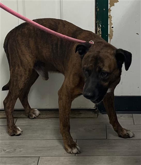 Shelter Stray Male Dog last seen Near BLOCK CANAL ST, LAKE ISABELLA CA 93240, 14891 CA-178, Lake Isabella, CA 93240, USA