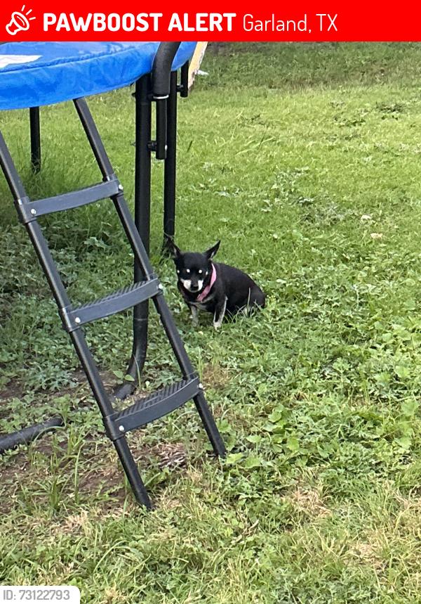 Lost Female Dog last seen Ancilla and Plano Road, Garland, TX 75042