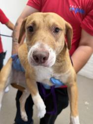 Shelter Stray Male Dog last seen HOME DEPOT ON HOSPITALITY, 333 Chandler Pl, San Bernardino, CA 92408, USA