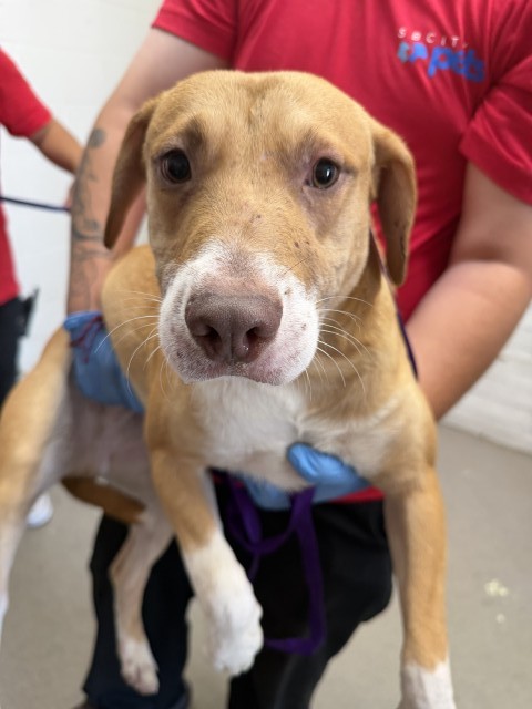 Shelter Stray Male Dog last seen HOME DEPOT ON HOSPITALITY, 333 Chandler Pl, San Bernardino, CA 92408, USA