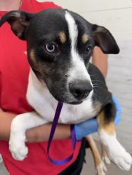 Shelter Stray Male Dog last seen HOME DEPOT ON HOSPITALITY, 333 Chandler Pl, San Bernardino, CA 92408, USA