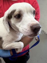 Shelter Stray Female Dog last seen HOME DEPOT ON HOSPITALITY, 333 Chandler Pl, San Bernardino, CA 92408, USA