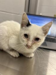 Shelter Stray Female Cat last seen Near, 2600 S Harding St, Indianapolis, IN 46221, USA