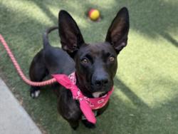 Shelter Stray Female Dog last seen , 957 N Gaffey St, San Pedro, CA 90731, USA