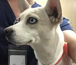 Shelter Stray Female Dog last seen Near BLOCK PARSON RD RIVERSIDE 92508, 6851 Van Buren Boulevard, Jurupa Valley, CA 92509, USA