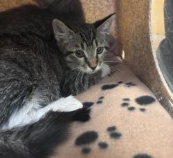 Shelter Stray Unknown Cat last seen Near BLOCK W DEERMEADOW CIR, 4522 W 3500 S, West Valley City, UT 84120, USA