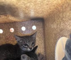 Shelter Stray Unknown Cat last seen Near BLOCK W DEERMEADOW CIR, 4522 W 3500 S, West Valley City, UT 84120, USA