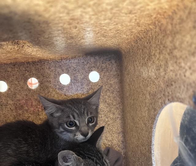 Shelter Stray Unknown Cat last seen Near BLOCK W DEERMEADOW CIR, 4522 W 3500 S, West Valley City, UT 84120, USA