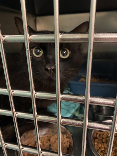 Shelter Stray Male Cat last seen Near BLOCK W RIVER HARVEST CT, 4522 W 3500 S, West Valley City, UT 84120, USA