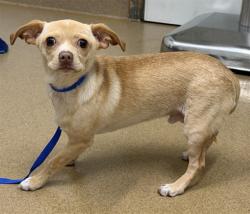 Shelter Stray Male Dog last seen MISSION/CEMETARY, 16 Barnes Ct, Hayward, CA 94544, USA