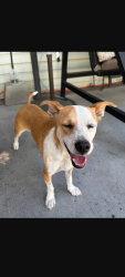 Found/Stray Female Dog last seen Union gap Elementary school, Union Gap, WA 98903