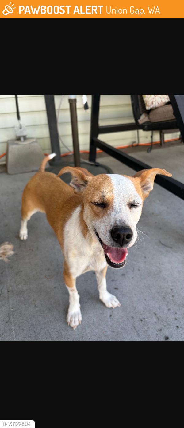 Found/Stray Female Dog last seen Union gap Elementary school, Union Gap, WA 98903