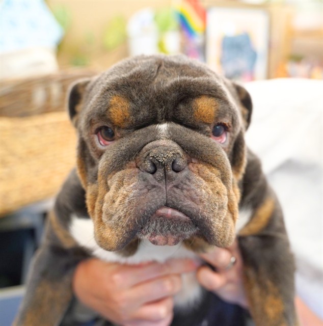 Shelter Stray Male Dog last seen 8TH AVE & SANTA CRUZ WAY, 2127 Front St, Sacramento, CA 95818, USA
