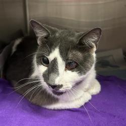 Shelter Stray Male Cat last seen SMALLWOOD, 4710 TX-151, San Antonio, TX 78227, USA