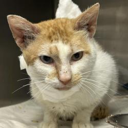 Shelter Stray Male Cat last seen N SAN IGNACIO AVE, 4710 TX-151, San Antonio, TX 78227, USA