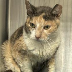 Shelter Stray Female Cat last seen Near BLOCK SEVEN SEAS, 4710 TX-151, San Antonio, TX 78227, USA