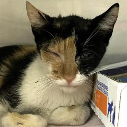 Shelter Stray Female Cat last seen Near BLOCK VANCE JACKSON, 4710 TX-151, San Antonio, TX 78227, USA