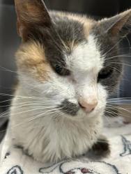 Shelter Stray Female Cat last seen ELMER BLVD, 4710 TX-151, San Antonio, TX 78227, USA