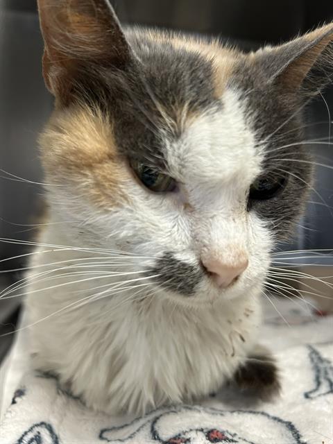 Shelter Stray Female Cat last seen ELMER BLVD, 4710 TX-151, San Antonio, TX 78227, USA