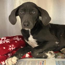 Shelter Stray Male Dog last seen SOUTHTON AND LIFETIME RECOVERY, 4710 TX-151, San Antonio, TX 78227, USA