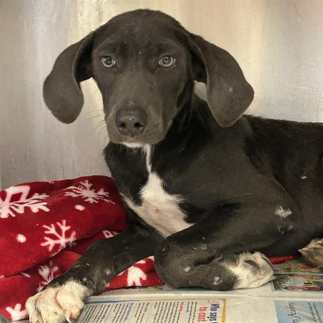 Shelter Stray Male Dog last seen SOUTHTON AND LIFETIME RECOVERY, 4710 TX-151, San Antonio, TX 78227, USA