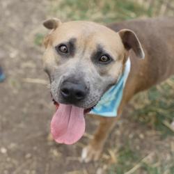 Shelter Stray Male Dog last seen PORTRAIT COURT, 4710 TX-151, San Antonio, TX 78227, USA