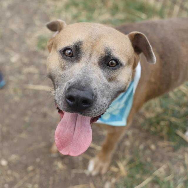 Shelter Stray Male Dog last seen PORTRAIT COURT, 4710 TX-151, San Antonio, TX 78227, USA