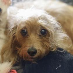 Shelter Stray Female Dog last seen Near BLOCK VERA CRUZ, 4710 TX-151, San Antonio, TX 78227, USA