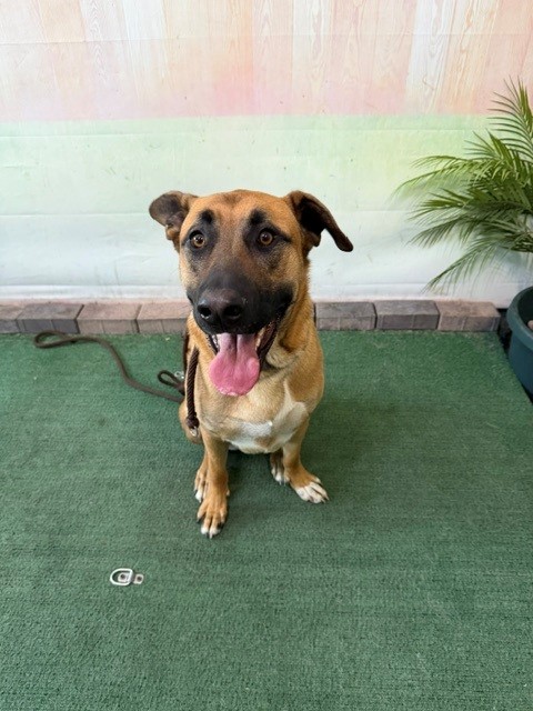 Shelter Stray Male Dog last seen , 4275 Elton St, Baldwin Park, CA 91706, USA