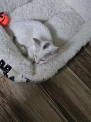 Reunited Male Cat last seen Eastcape, Webster, TX 77598