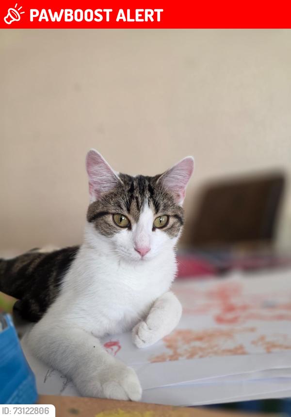 Lost Female Cat last seen Mill road Colchester CO4 5JQ, Mile End, England CO4 5JQ