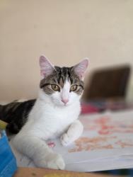 Lost Female Cat last seen Mill road Colchester CO4 5JQ, Mile End, England CO4 5JQ