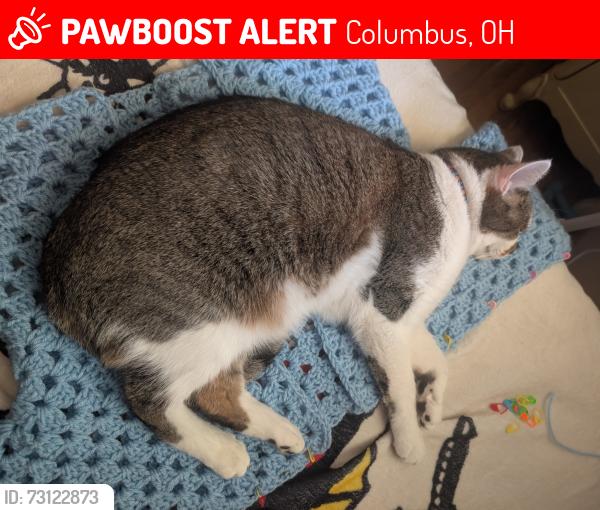 Lost Male Cat last seen Near Lewis road Columbus Ohio, Columbus, OH 43207