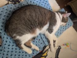 Lost Male Cat last seen Near Lewis road Columbus Ohio, Columbus, OH 43207