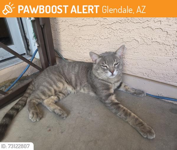 Found/Stray Male Cat last seen Near th ave and brown, Glendale, AZ 85306