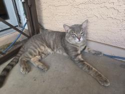 Found/Stray Male Cat last seen Near th ave and brown, Glendale, AZ 85306
